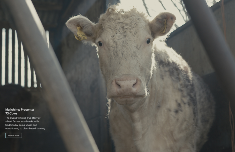 73 Cows, Mailchimp Presents Documentary