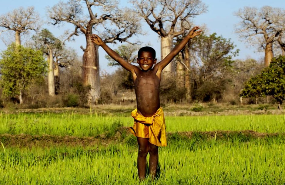 Treemad, millions of trees, thousands of lives